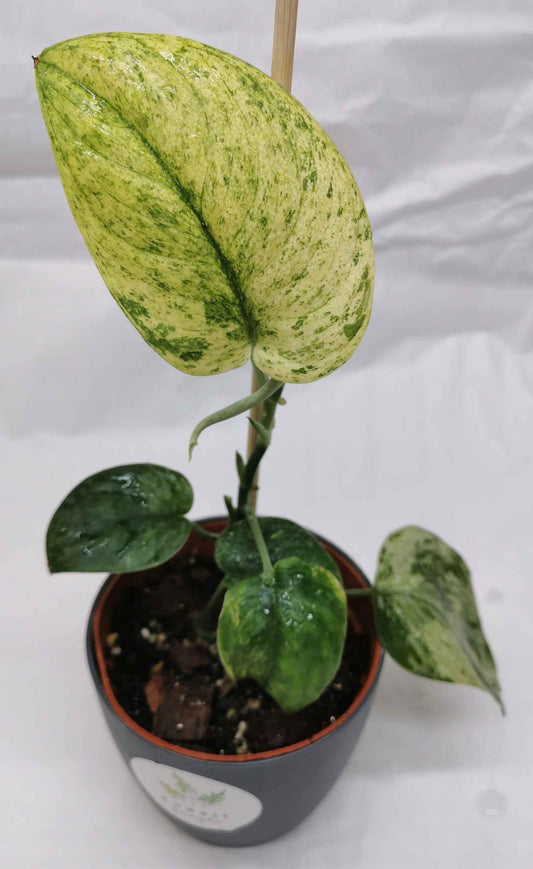 Scindapsus Silver Dark Cloud Variegata "Rare" Nr.2