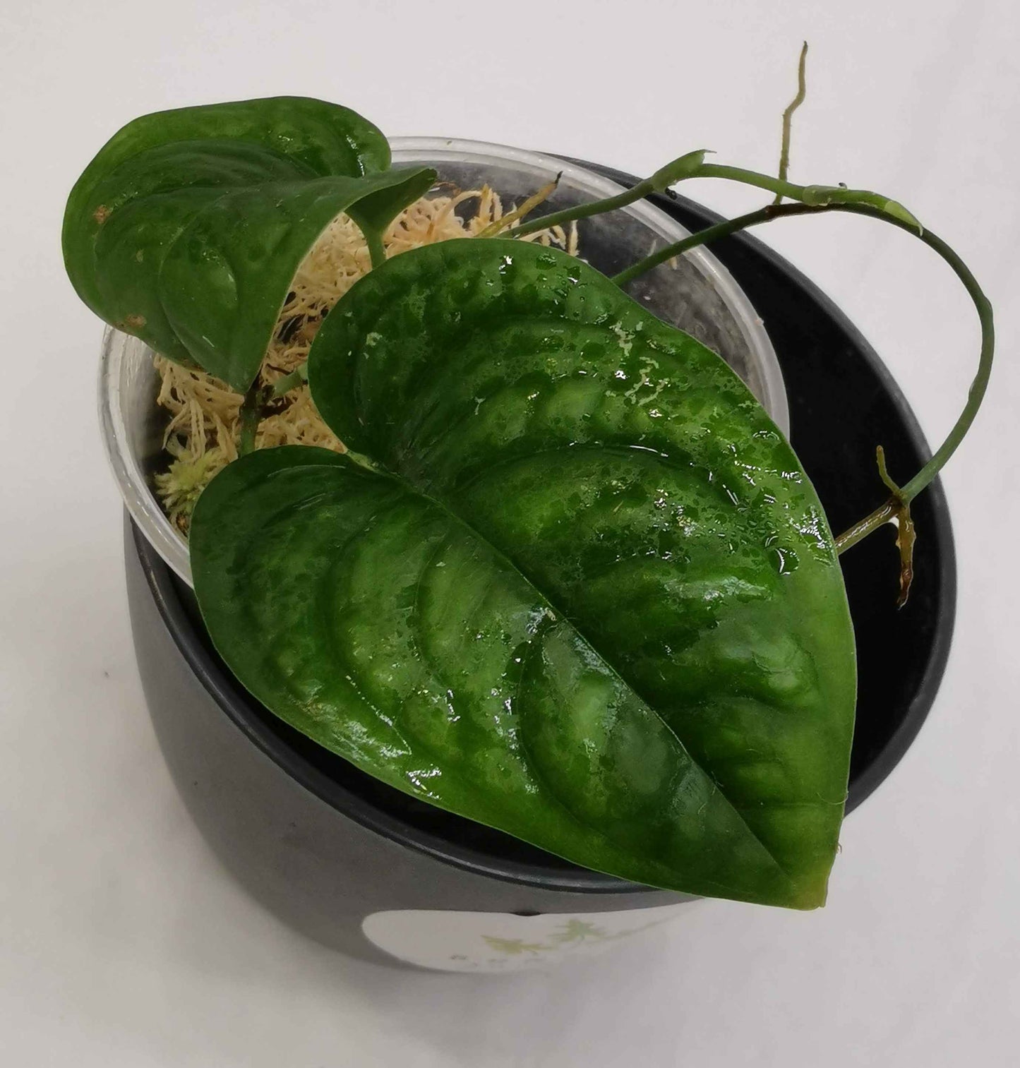 Monstera Yasani Berg Nr.2