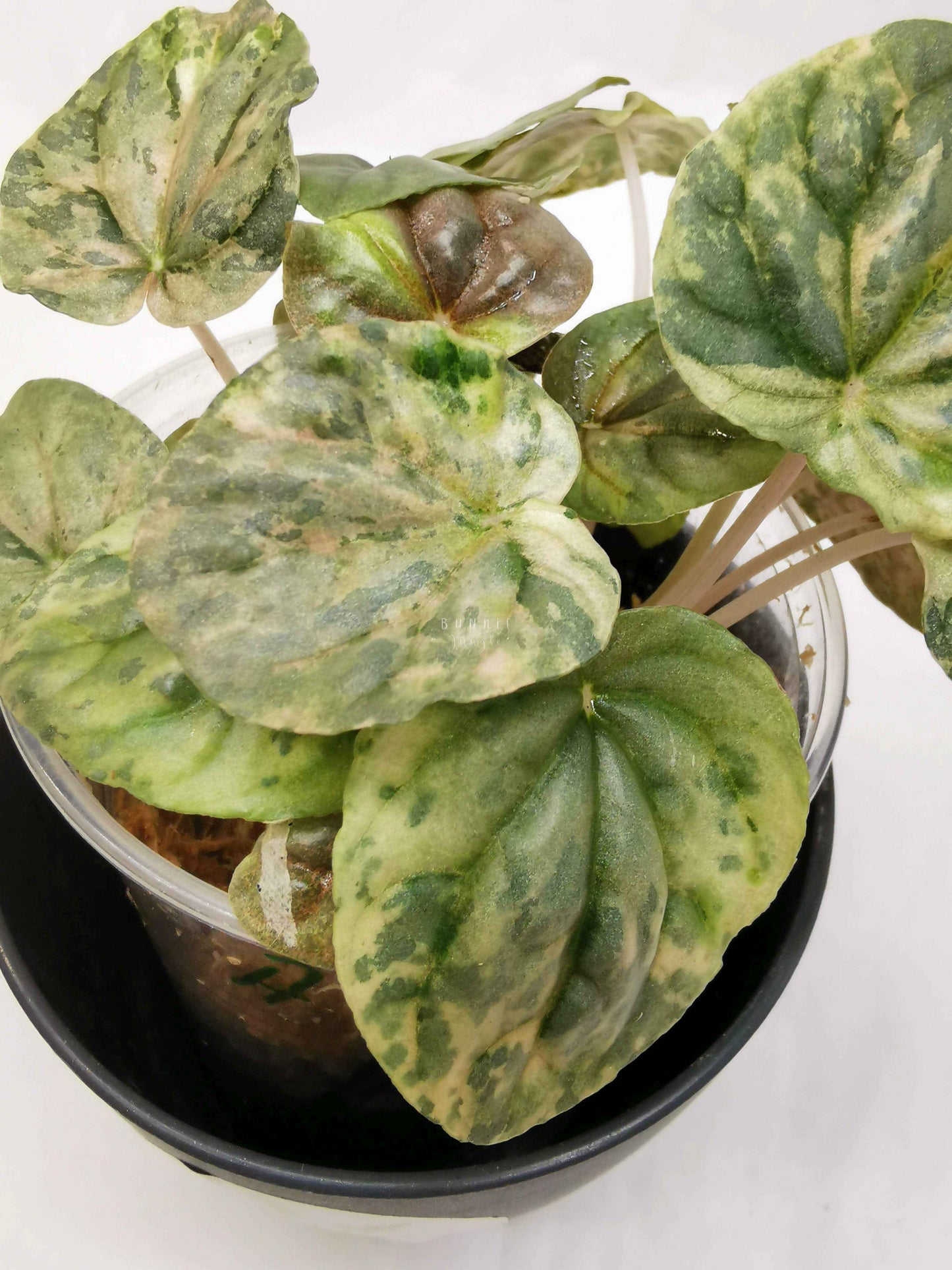 Peperomia pink lady