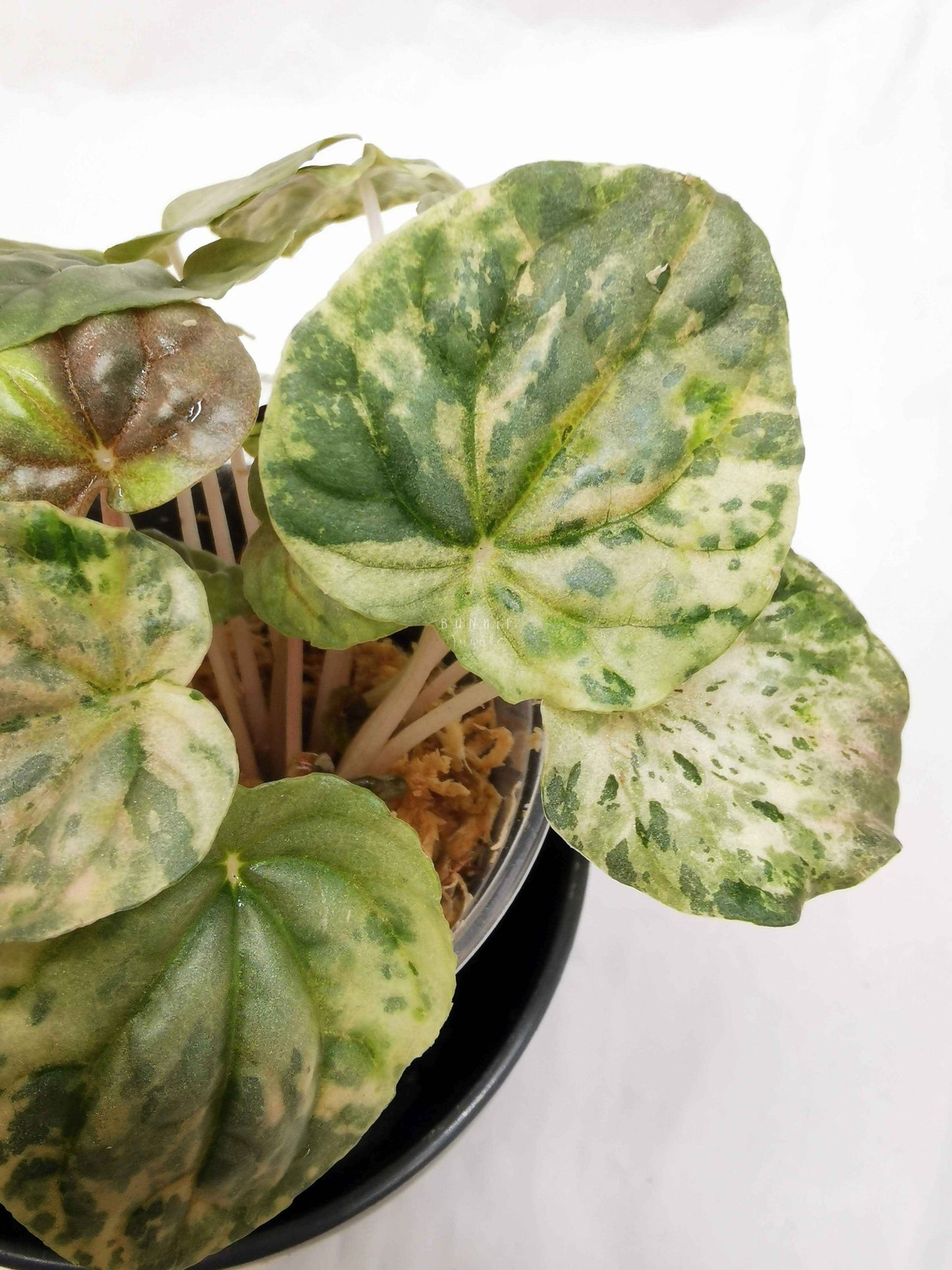 Peperomia pink lady