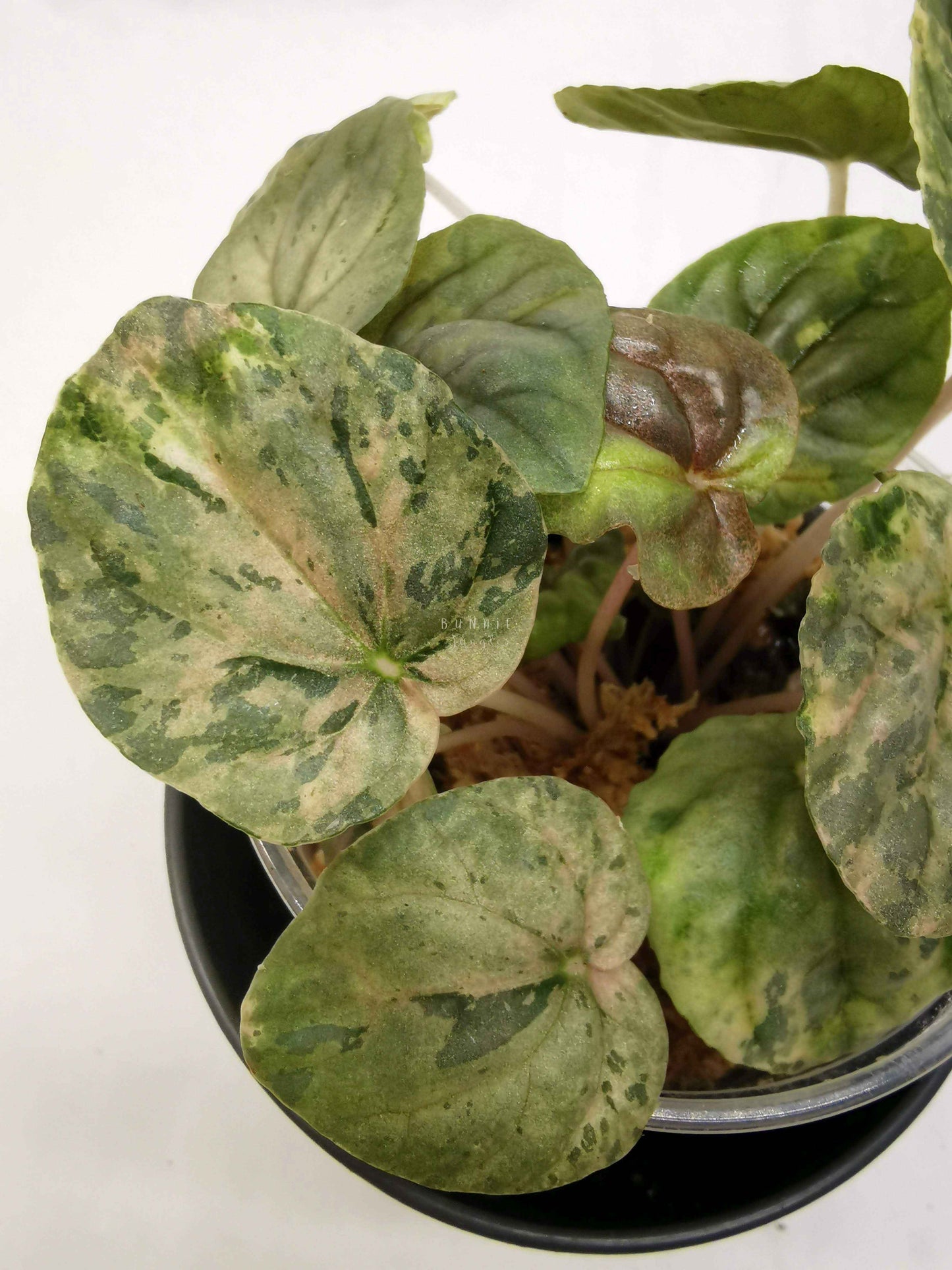 Peperomia pink lady