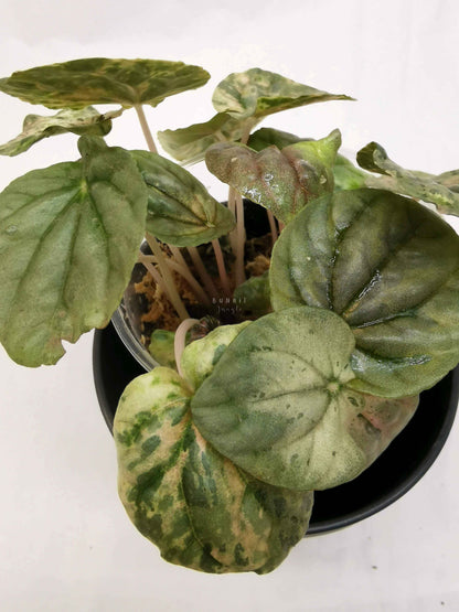 Peperomia pink lady