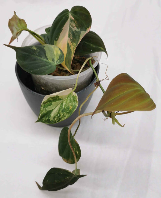 Philodendron Micans Variegata Nr. 1