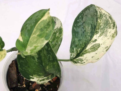 Scindapsus exotica albo Nr.8