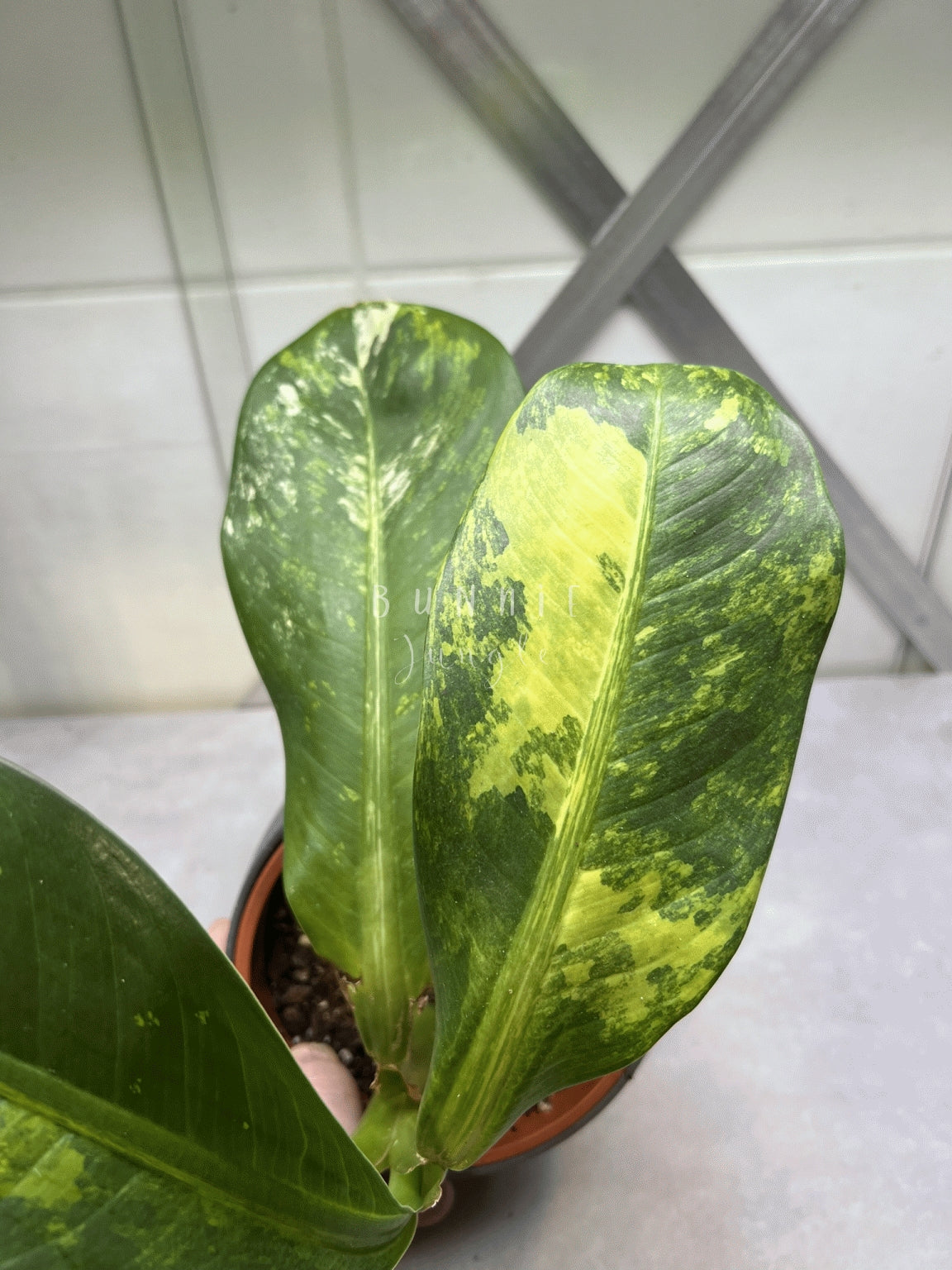 Dieffenbachia Variagata