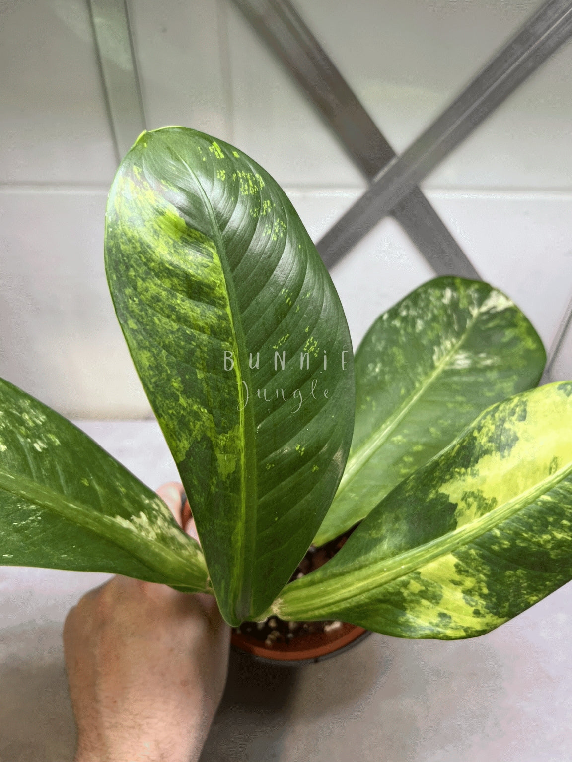 Dieffenbachia Variagata